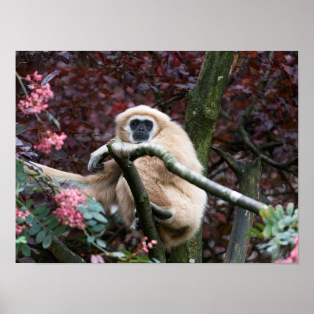 Póster La retractación de Lar Gibbon (Frente)
