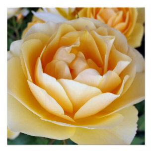 Póster La rosa amarilla