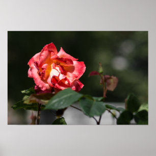 Póster La Rosa Marchita