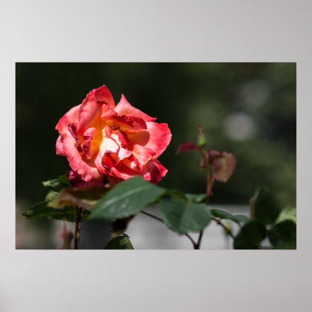 Póster La Rosa Marchita (Frente)