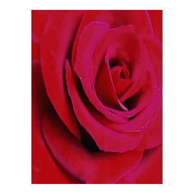 LA ROSA ROJA