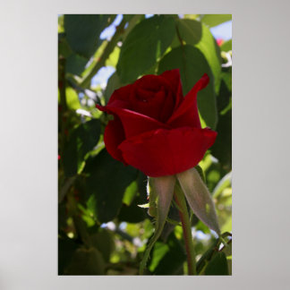 Póster La rosa roja