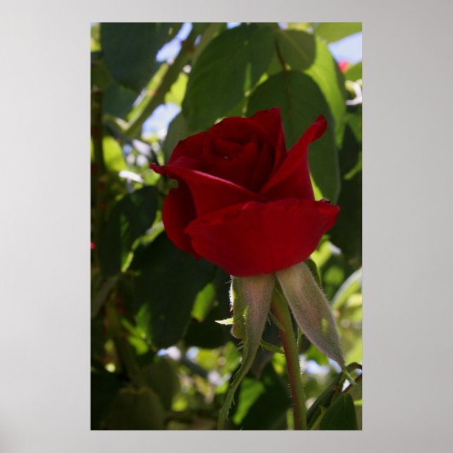 Póster La rosa roja (Frente)
