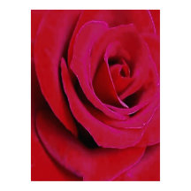 LA ROSA ROJA