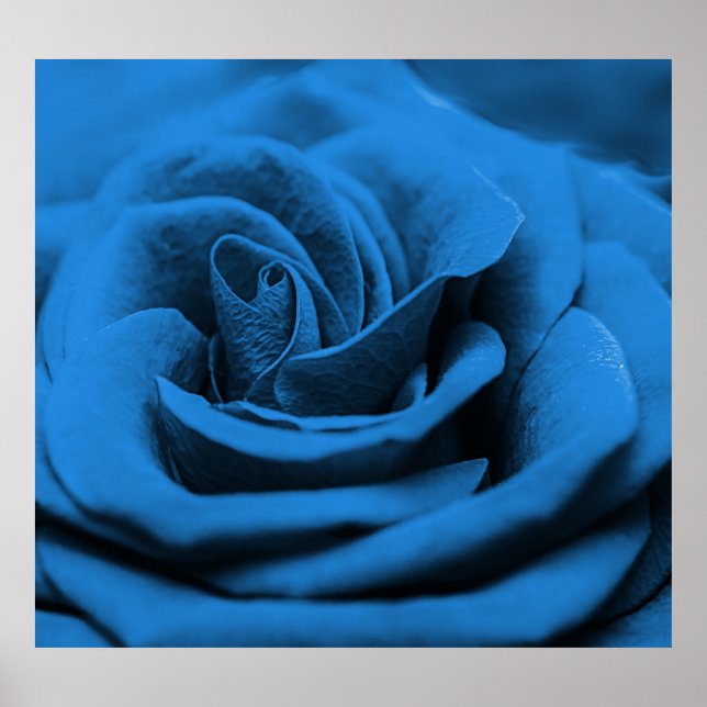 Póster La rosa roja azul, macrobelleza. (Frente)