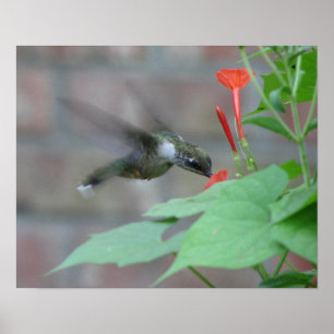 Póster La Rubí-garganta sorbe el poster