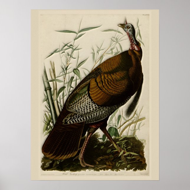 Póster La salvaje Turquía de John Audubon (Frente)