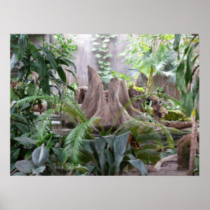 Póster La selva tropical