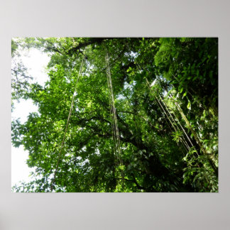 Póster La selva tropical de selva tropical