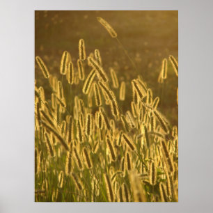 Póster La semilla de hierba al atardecer