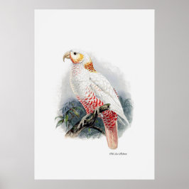 Póster La Serie Parrot Uno De Tres