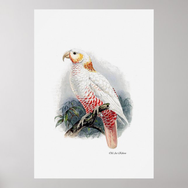 Póster La Serie Parrot Uno De Tres (Frente)