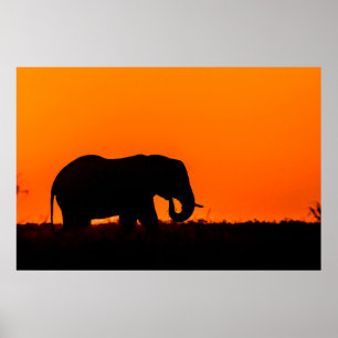 Póster La silueta de un elefante al atardecer
