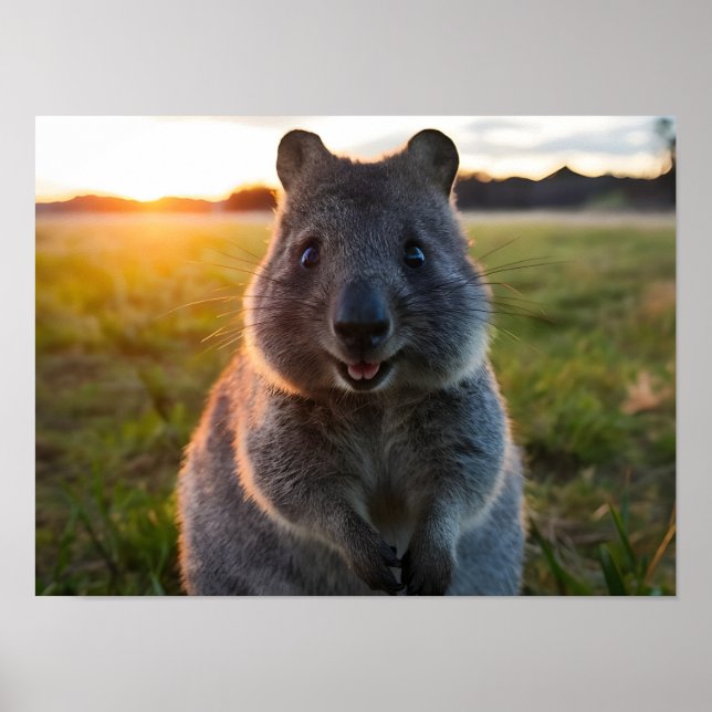 Póster La sonrisa de sol de Quokka (Frente)