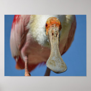 Póster La Spoonbill roseada con su gran pico