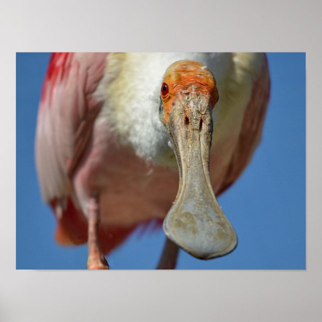 Póster La Spoonbill roseada con su gran pico (Frente)