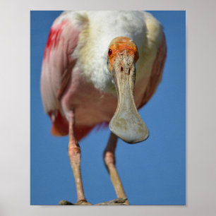 Póster La Spoonbill roseada con su gran pico