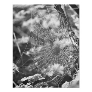 Póster La telaraña en el campo largo