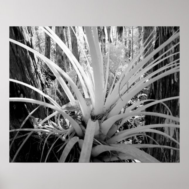 Póster La tilanandsia epífitica es común en Florida, (Frente)