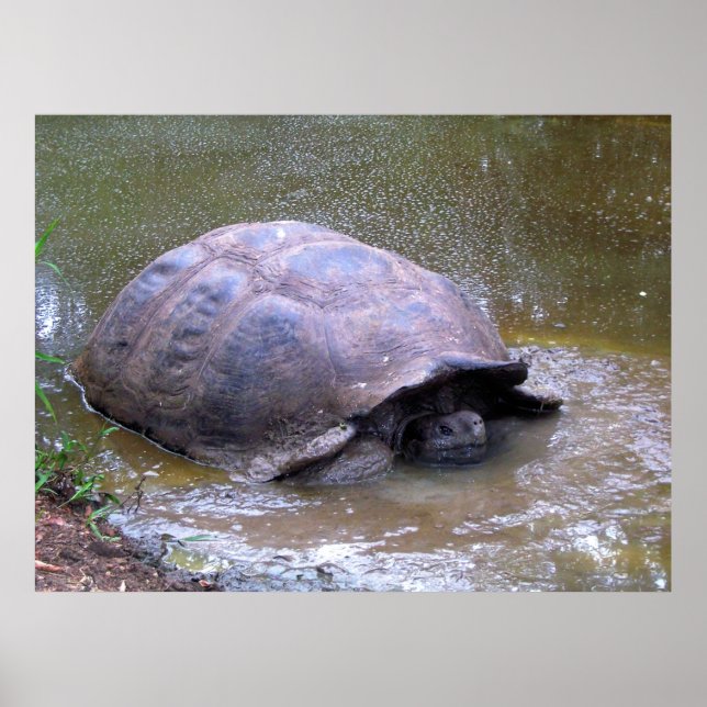 Póster La tortuga en el barro (Frente)
