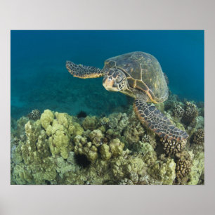 Póster La tortuga verde (Chelonia mydas) es la 2