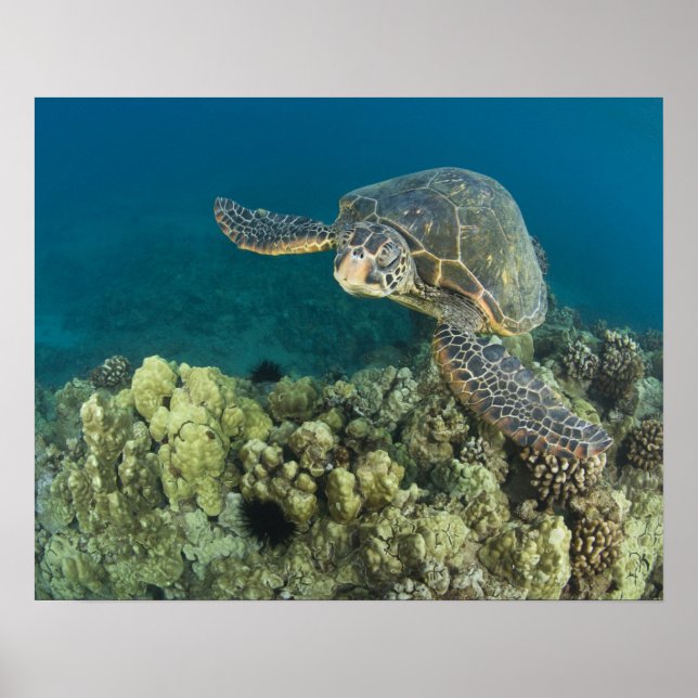 Póster La tortuga verde (Chelonia mydas) es la 2 (Frente)