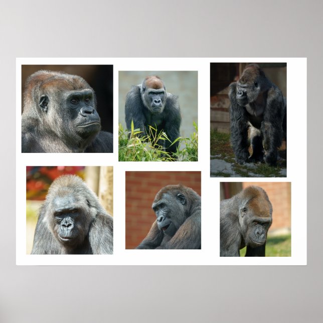 Póster La tropa de gorilas (Frente)