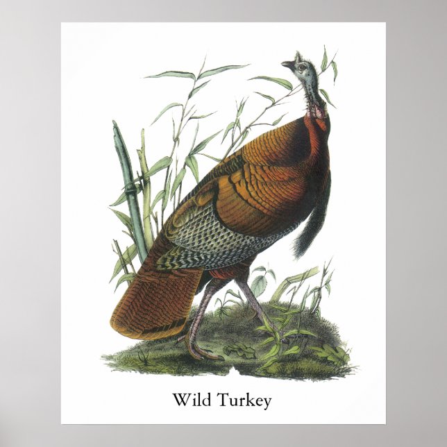 Póster La Turquía salvaje, John Audubon (Frente)