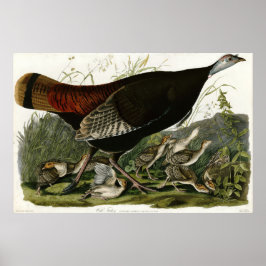 Póster La Turquía salvaje Los pájaros de Estados Unidos d