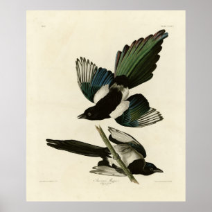 Póster La urraca estadounidense de los pájaros de América