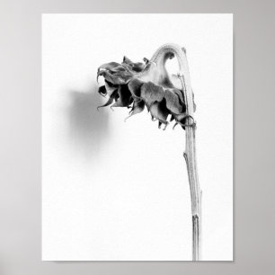 Póster La vida de los girasoles en blanco y negro