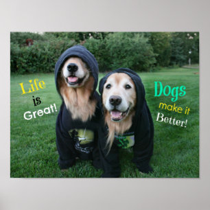 Póster La vida de los Golden Retriever es grandiosa