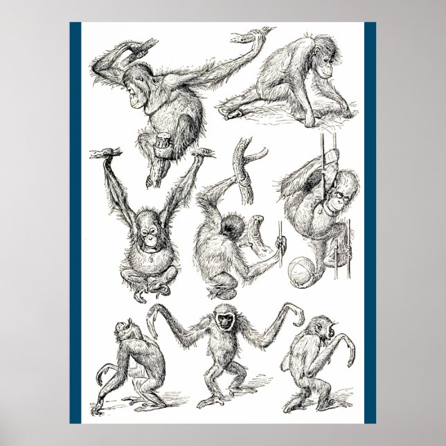 Póster La vida de un joven orangután (Frente)