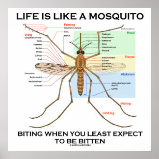 Póster La Vida Es Como Un Mosquito Que Morde Menos Espera