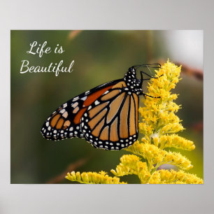 Póster La vida es poster hermoso de la mariposa de