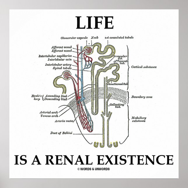 Póster La Vida Es Una Existencia Renal Ridney Nephron (Frente)