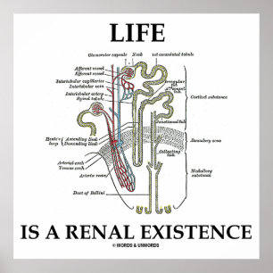 Póster La vida es una existencia renal (riñón Nephron)
