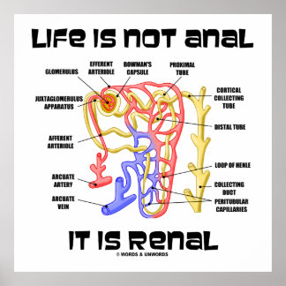 Póster La Vida No Es Anal Es Renal (Nefron Riñón)