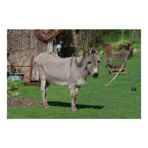 Póster La vida rural aún con burro