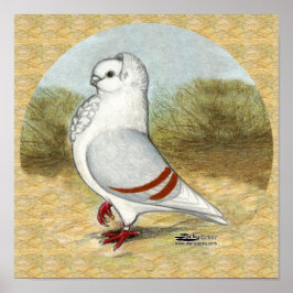 Póster La vieja paloma de búho alemana en la ronda