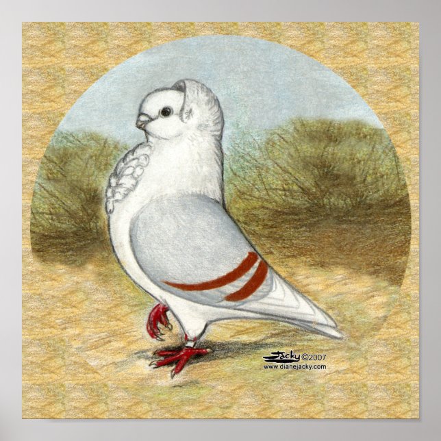 Póster La vieja paloma de búho alemana en la ronda (Frente)