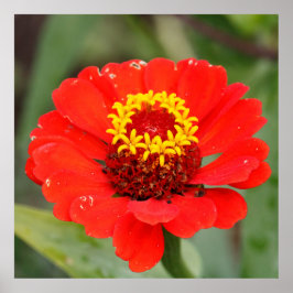 Póster La Zinnia Roja
