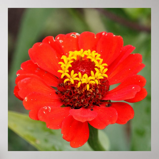 Póster La Zinnia Roja (Frente)