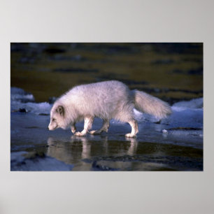 Póster La zorra ártica busca a lo largo del río helado