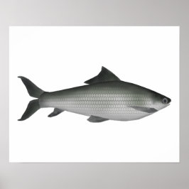 Póster Labeo común