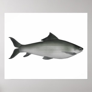 Póster Labeo común