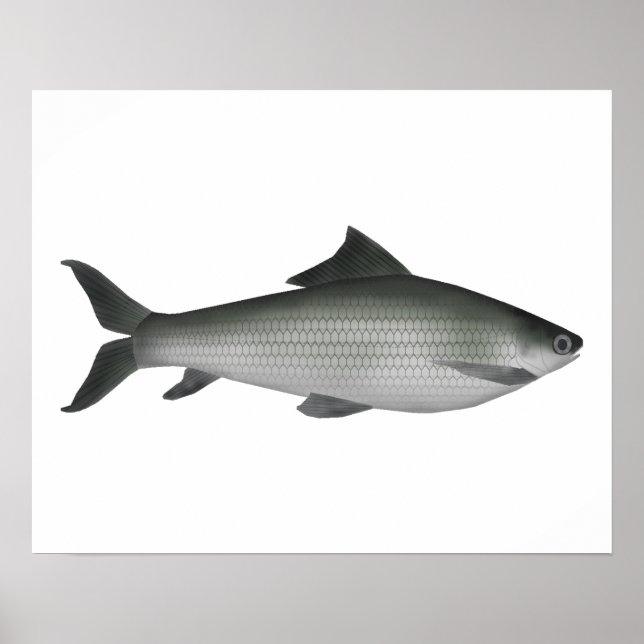 Póster Labeo común (Frente)