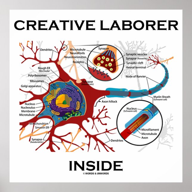 Póster Laborador creativo interno (Neurón/Sinapsis) (Frente)