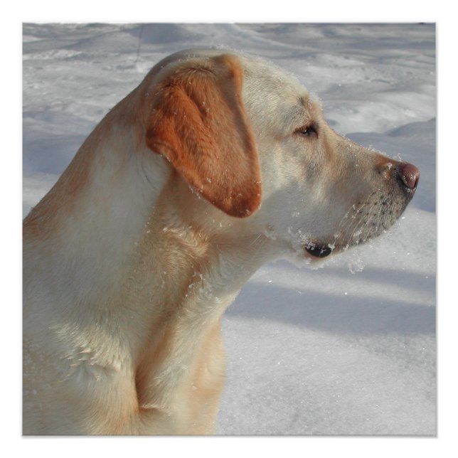 Póster laboratorio amarillo 4 (Anverso)