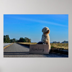 Póster Labradoodle